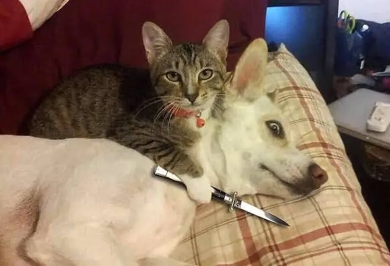 Meme mèo cầm thánh giá mang lại tiếng cười cho những ai yêu thích hài hước