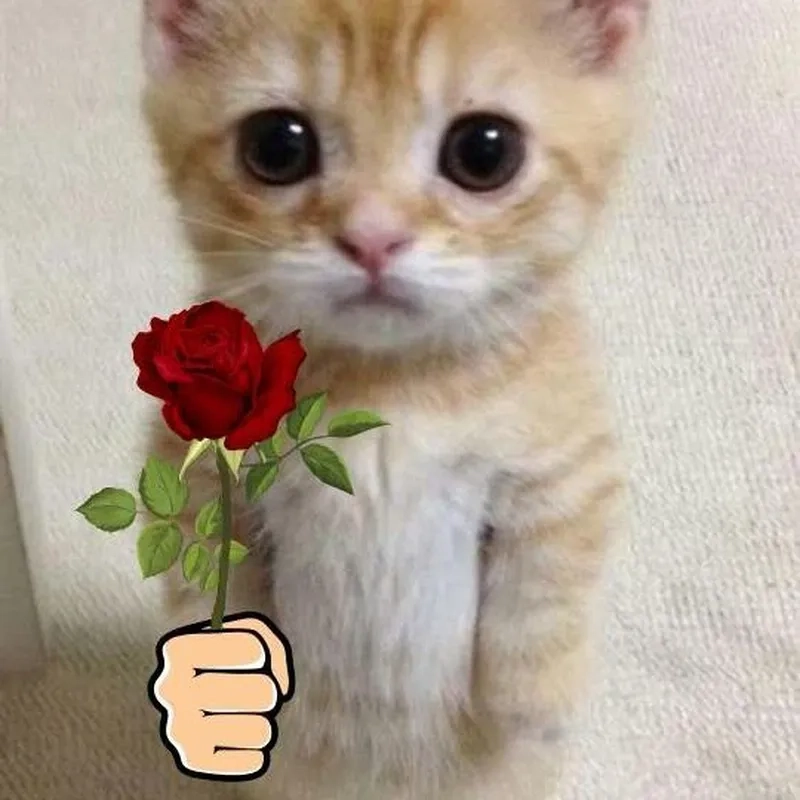 Ảnh mèo cute meme giận dỗi chạm đến trái tim của những người yêu mèo