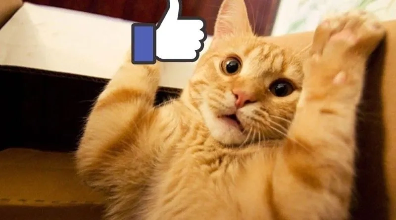 Con mèo like meme khiến bạn không thể không yêu thích