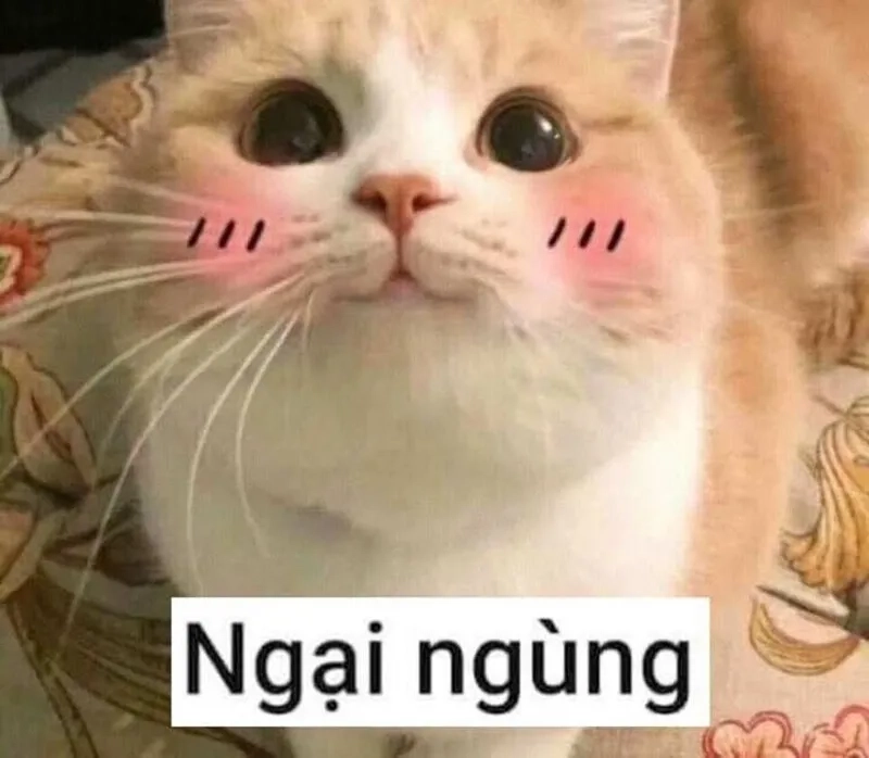 Ngại ngùng meme ngại thể hiện sự hài hước trong từng khoảnh khắc
