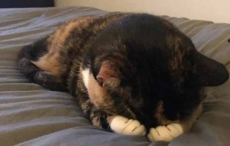 Meme ảnh ngại ngùng cute mang lại tiếng cười cho những ai yêu thích hài hước