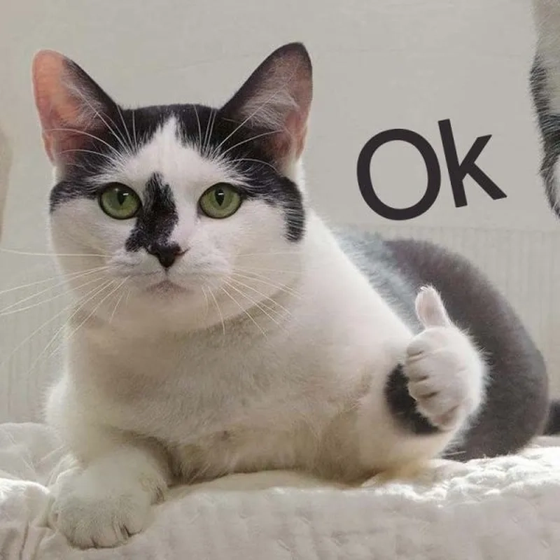 Meme ok bro khiến mọi người không thể nhịn cười với sự hài hước