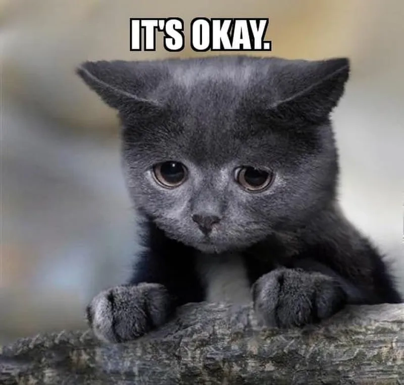 Meme ok gấu trúc mang lại tiếng cười cho những ai yêu thích động vật