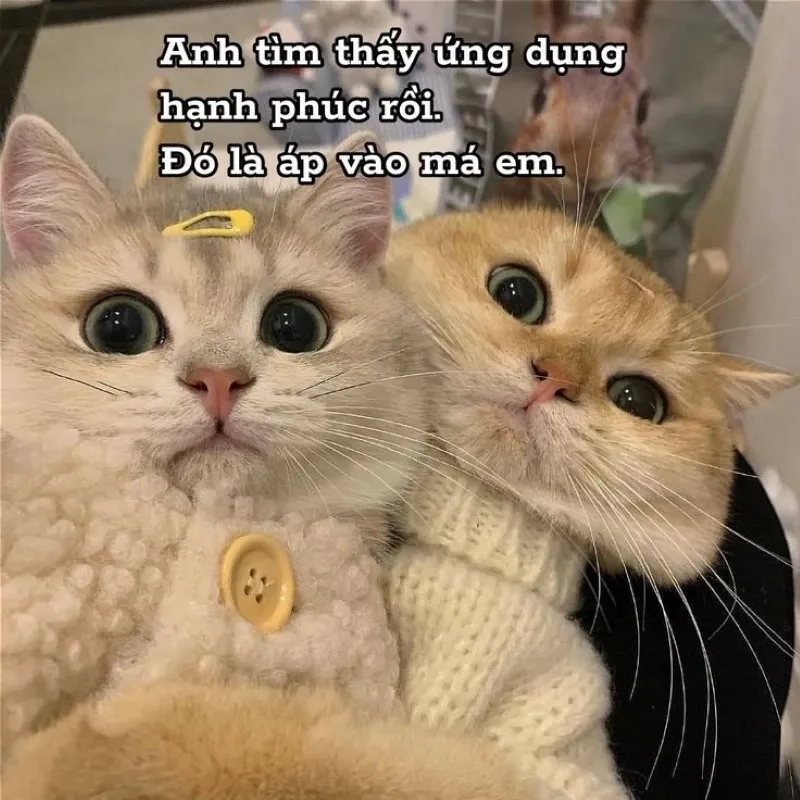 Meme si tình khiến bạn cảm thấy ngọt ngào và lãng mạn