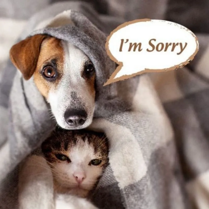 Ảnh meme mèo xin lỗi dễ thương giúp bạn thể hiện sự hối lỗi