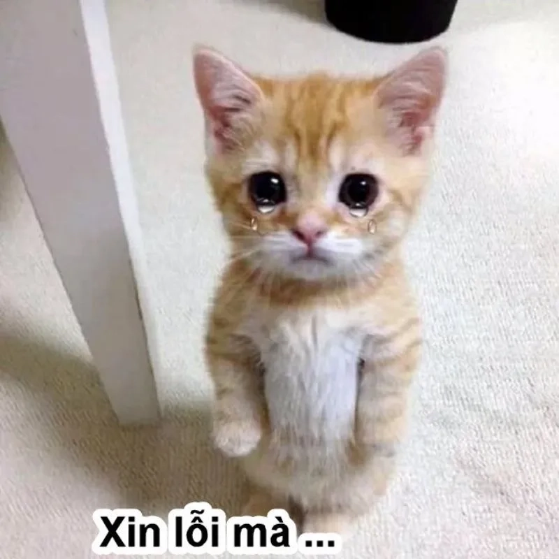 Xin lỗi meme mèo đáng yêu giúp bạn gửi lời xin lỗi ngọt ngào