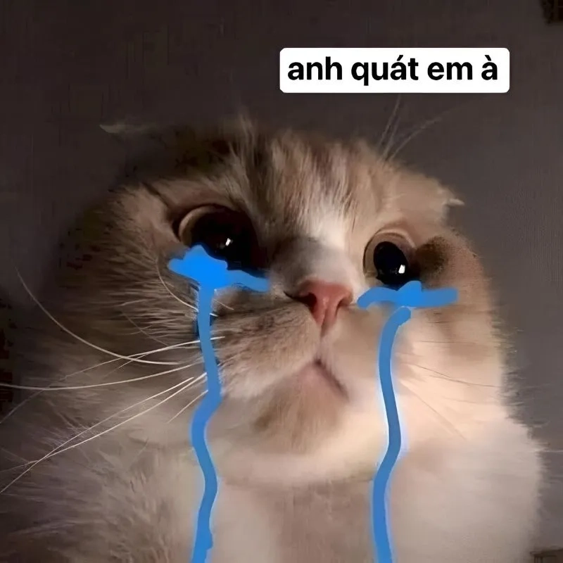 Mèo meme xin lỗi dễ thương khiến mọi người cảm thấy vui vẻ