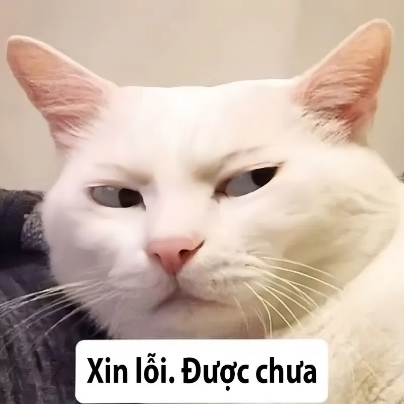 Ảnh meme xin lỗi ny giúp bạn làm dịu tình cảm giữa hai người