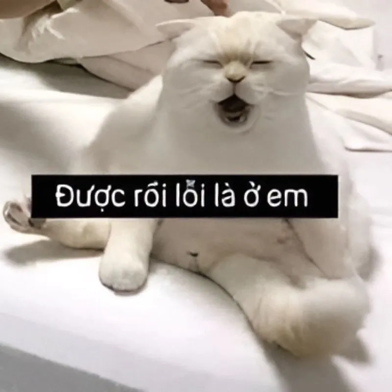 Meme ảnh xin lỗi hài hước khiến mọi người không thể giận lâu