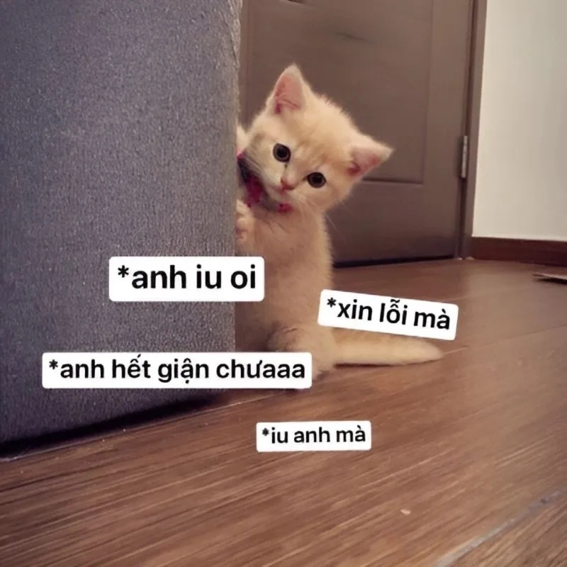 Meme mèo cute xin lỗi giúp bạn gửi lời xin lỗi một cách đáng yêu