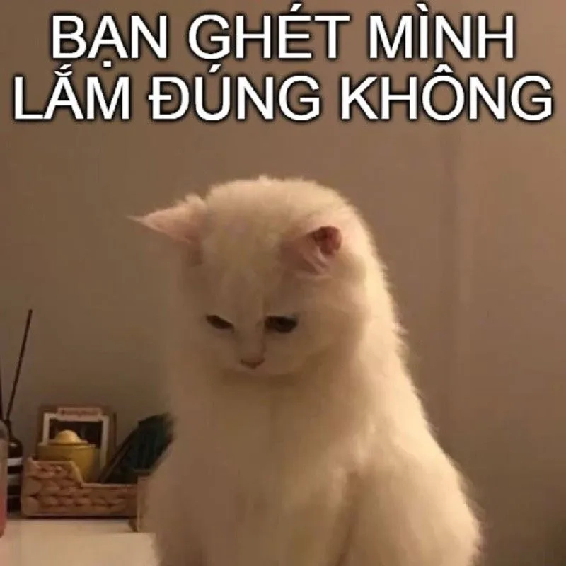 Bựa cute meme mèo xin lỗi khiến mọi người cảm thấy vui vẻ hơn