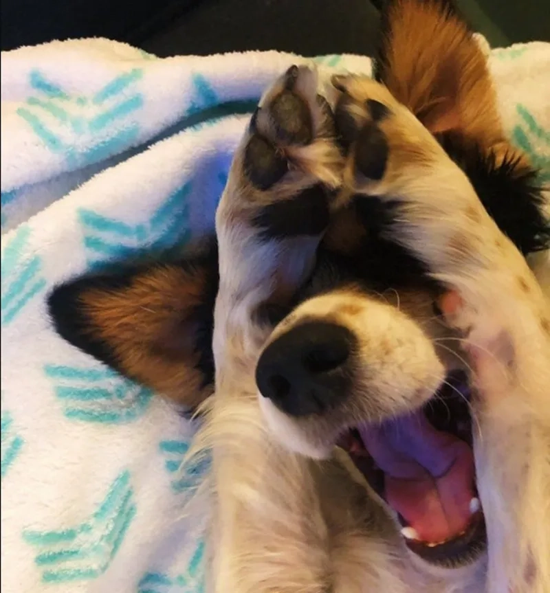 Meme gấu trúc ngại ngùng khiến mọi người không thể nhịn cười