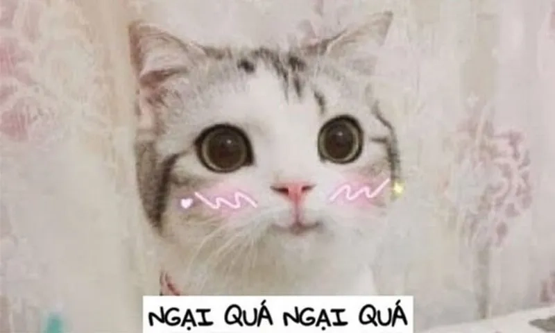 Meme con mèo ngại mang lại tiếng cười cho những ai yêu thích hài hước
