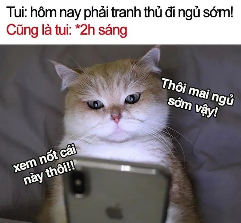 Meme ngủ ngon hài hước giúp bạn thư giãn trước khi đi ngủ