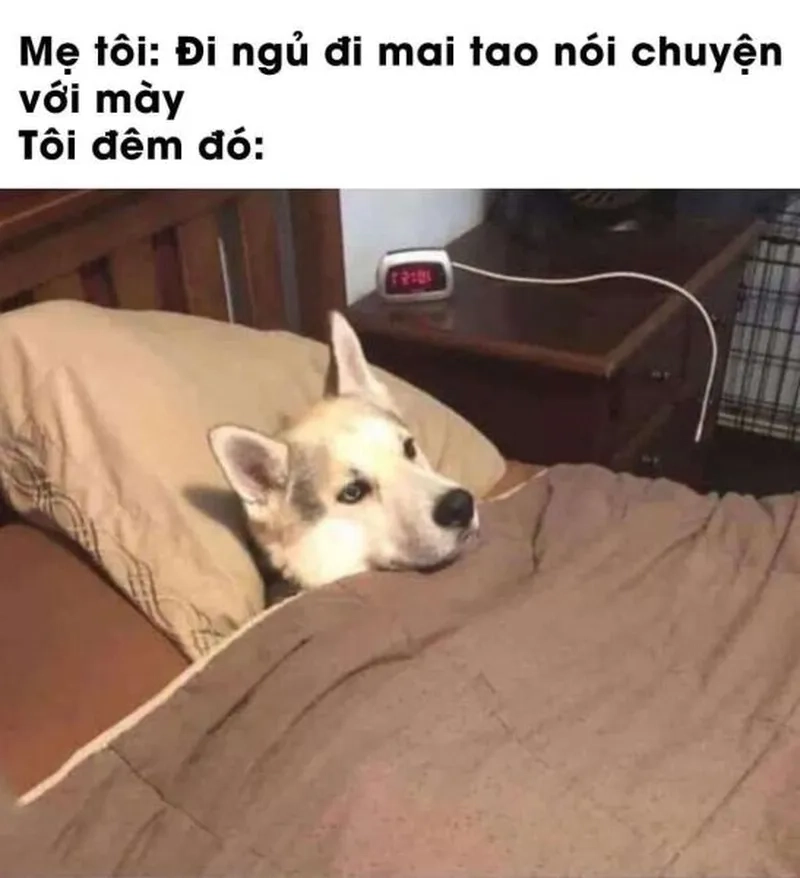 Meme mèo ngủ dễ thương khiến bạn muốn ôm ngay
