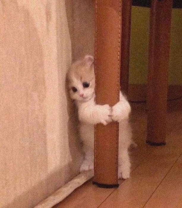 Meme bất ngờ ôm đầu mang lại tiếng cười cho những ai yêu thích hài hước