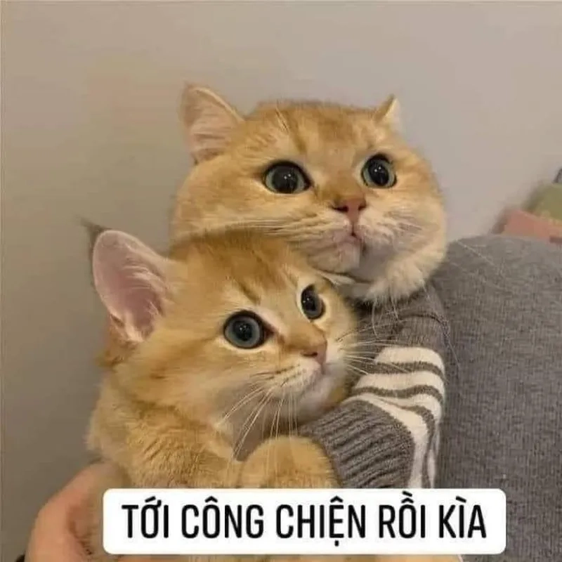 Meme mèo con ôm đầu khiến bạn không thể không yêu thích sự dễ thương