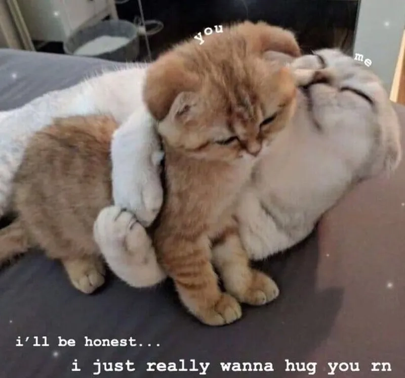 Meme ôm người yêu thể hiện sự ngọt ngào trong tình yêu