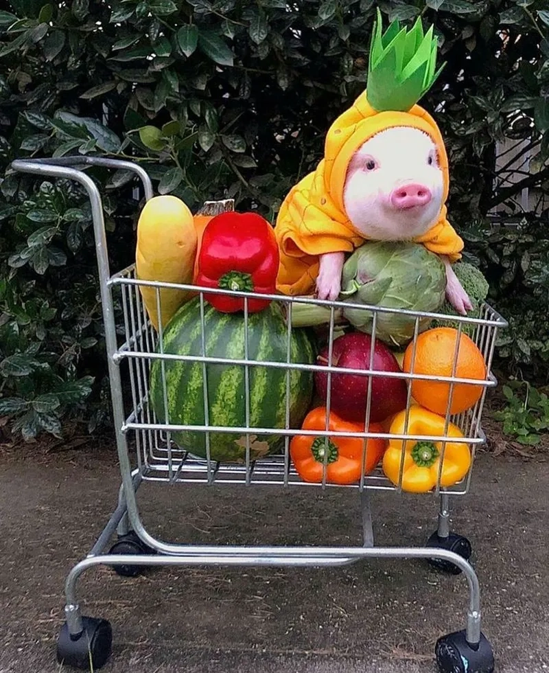 Thiếu nhi heo peppa khiến mọi người không thể nhịn cười