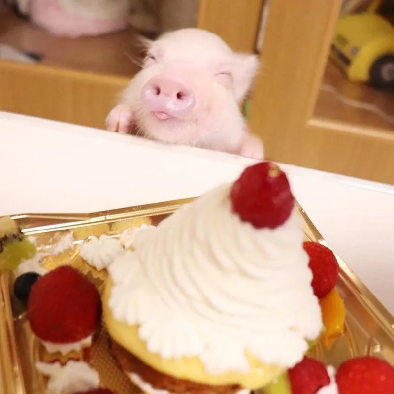 Meme chở heo khiến mọi người không thể nhịn cười