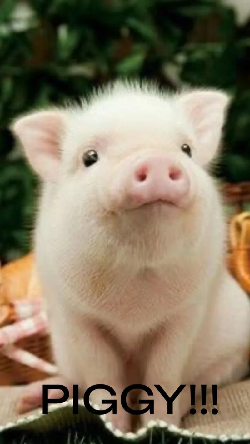 George peppa pig meme mang lại tiếng cười cho những ai yêu thích hài hước