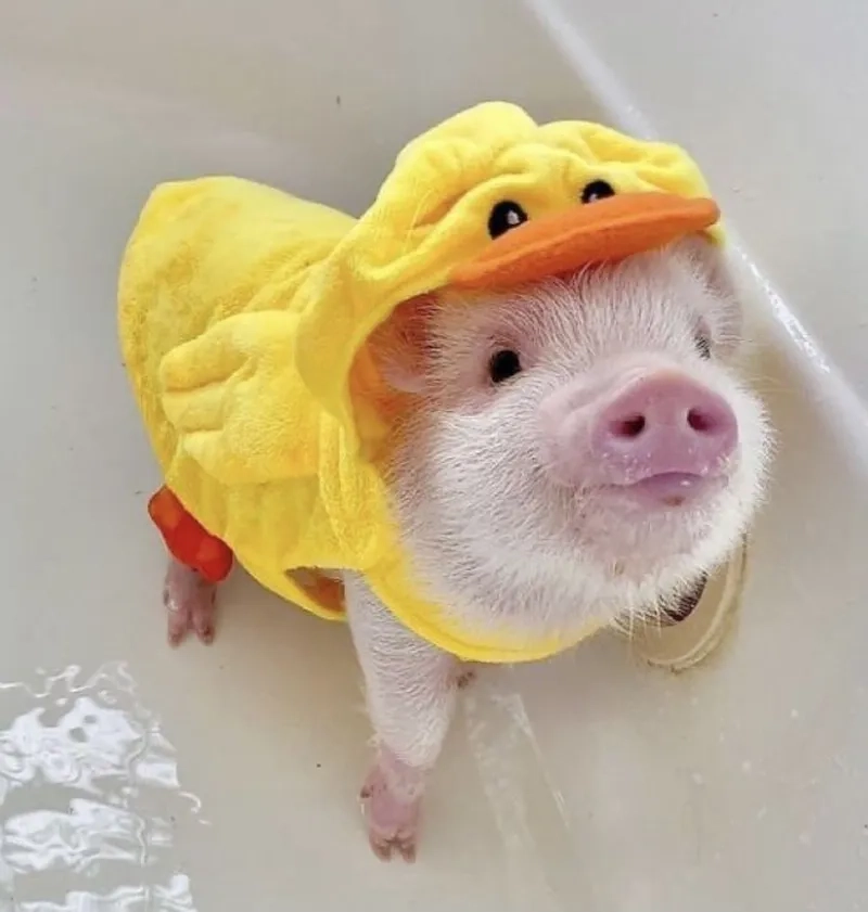 Pig meme mang lại sự dễ thương cho người xem