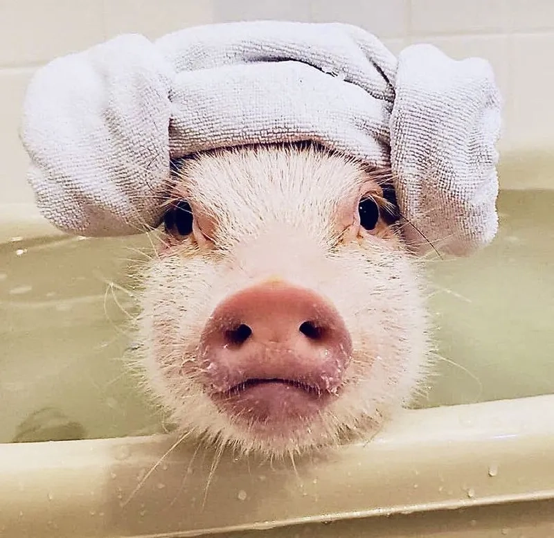 Meme heo đất khiến mọi người không thể nhịn cười