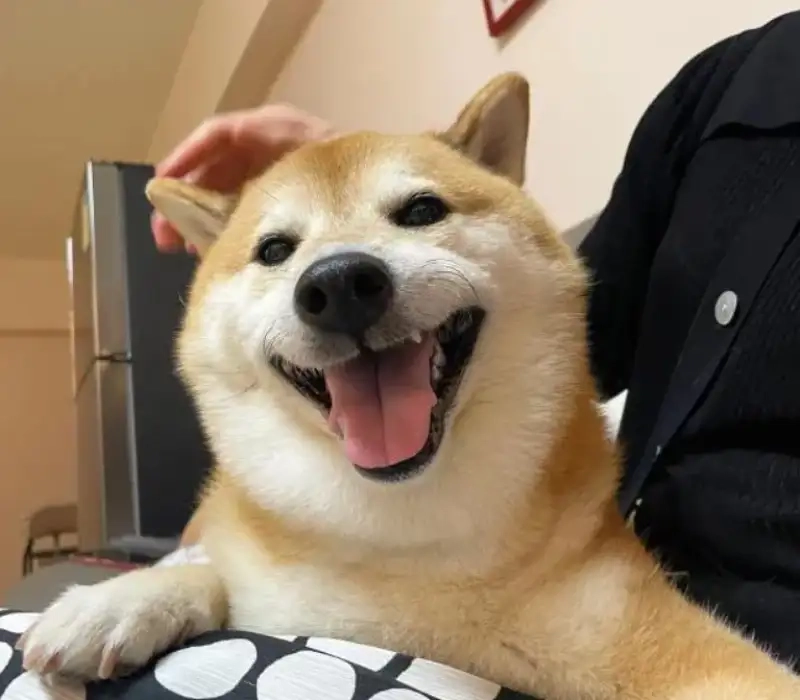 Shiba smile meme mang đến nụ cười cho mọi người