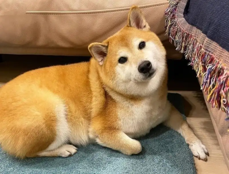 Meme dog shiba hài hước giúp bạn thư giãn và giải trí