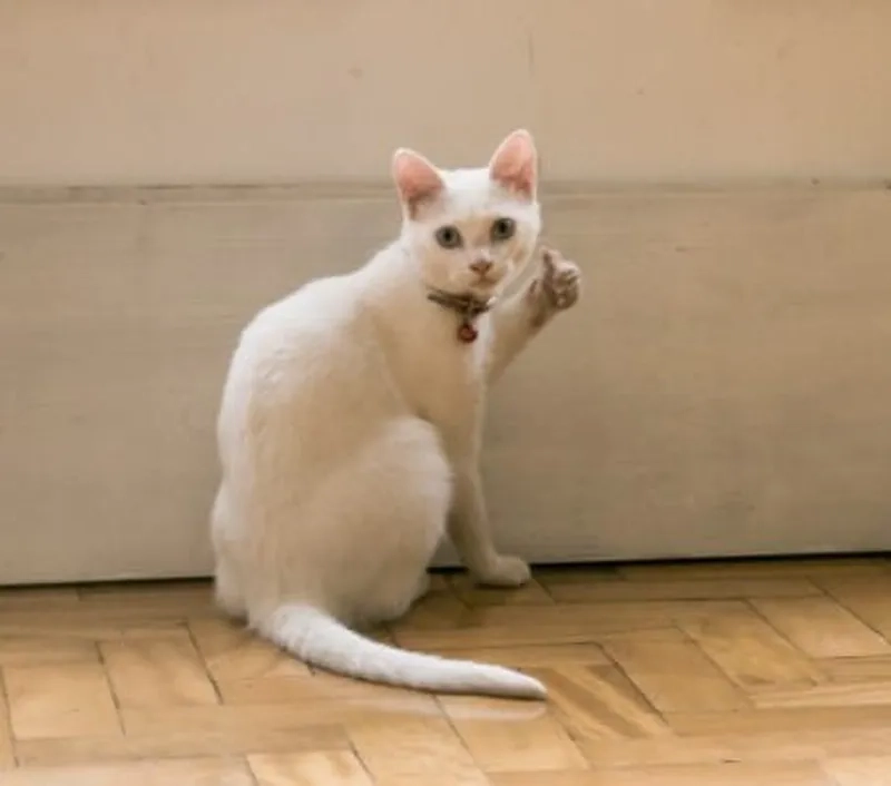 Meme thích vậy đó thể hiện sự đồng cảm trong cuộc sống