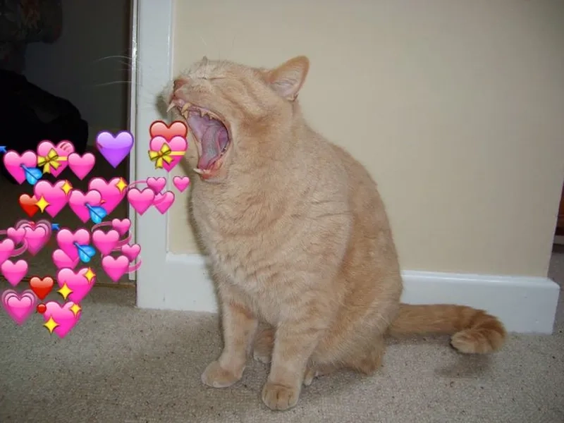 Meme thả tim bựa khiến mọi người không thể nhịn cười