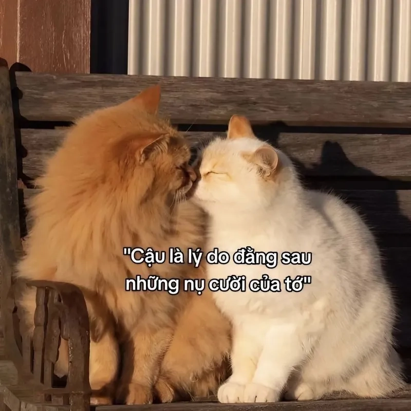 Cute ảnh meme tình yêu khiến trái tim bạn tan chảy ngay lập tức