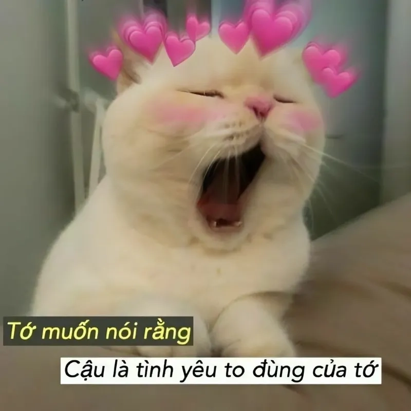 Ảnh meme tình yêu cute mang đến những khoảnh khắc ngọt ngào