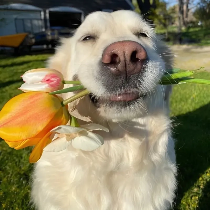 Hình meme cute tình yêu khiến mọi người cảm thấy vui vẻ hơn