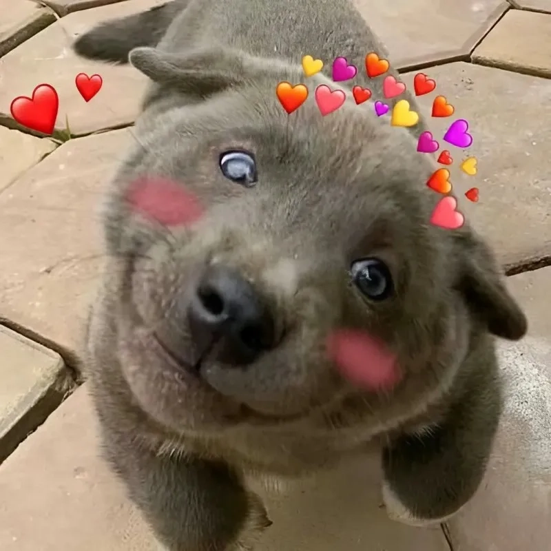 Meme troll người yêu hài hước giúp bạn tạo bất ngờ cho người ấy