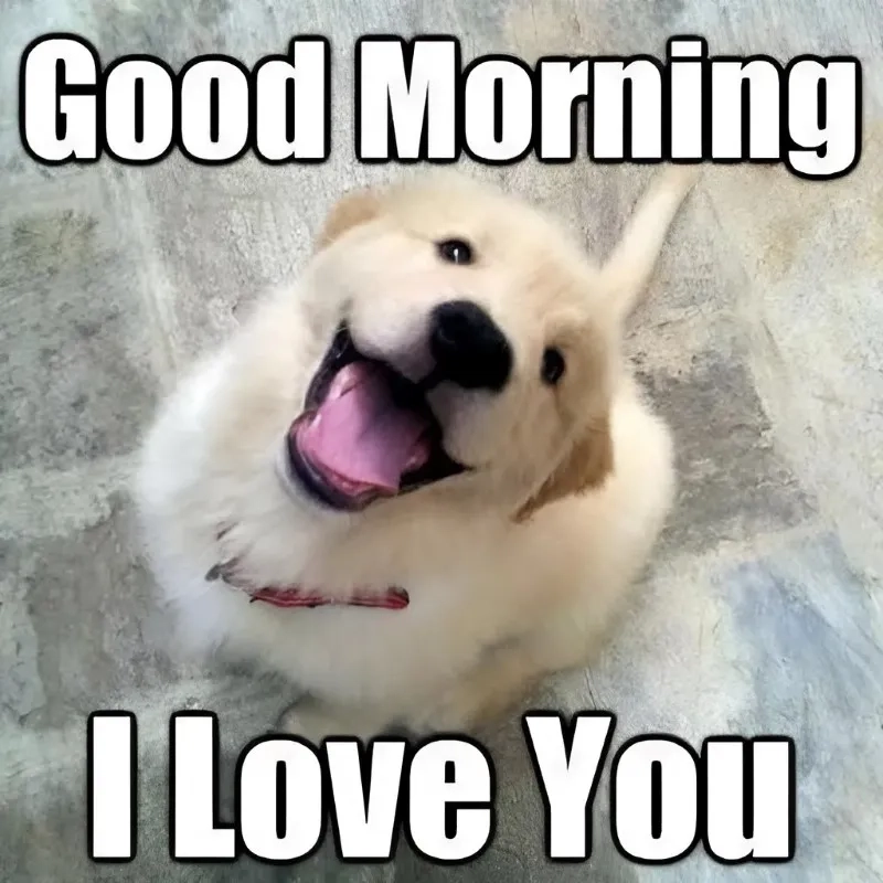 Cute ảnh meme hài mang đến tiếng cười sảng khoái cho mọi người