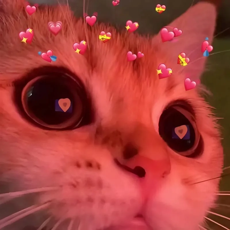 Tình yêu to lớn meme khiến mọi người cảm thấy ấm áp và vui vẻ