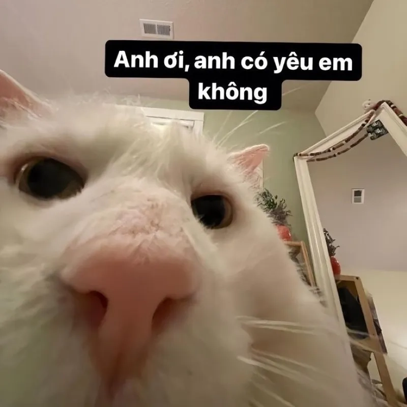 Meme yêu cậu đáng yêu khiến bạn không thể rời mắt