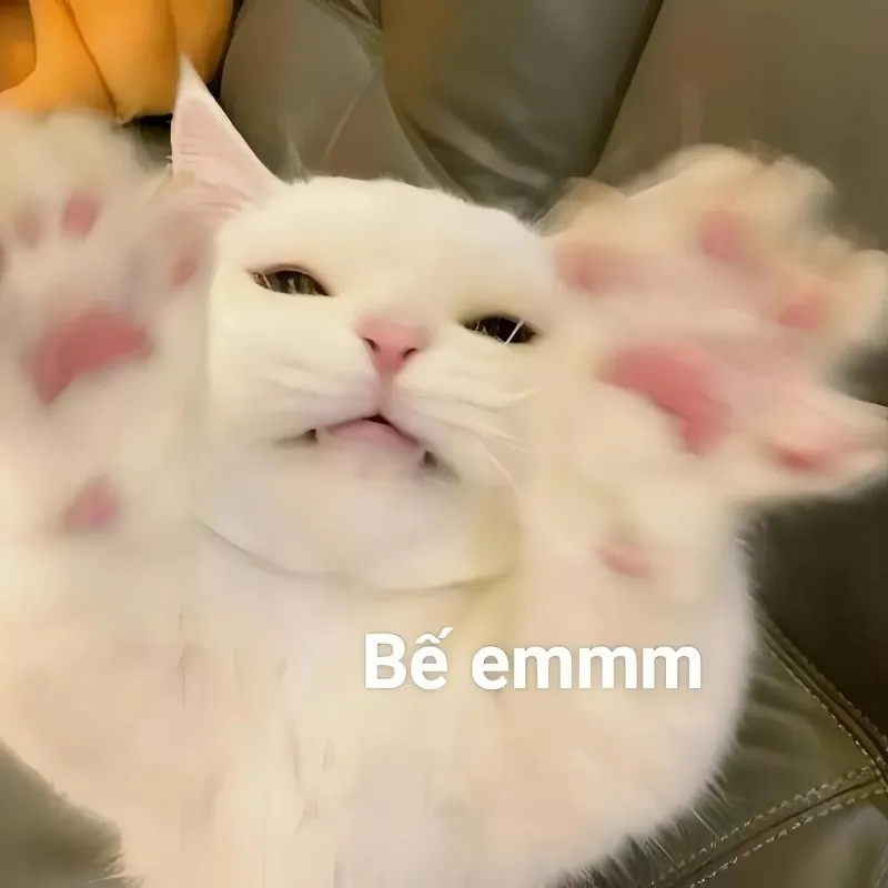 Ảnh meme mèo tình yêu mang đến những khoảnh khắc ngọt ngào