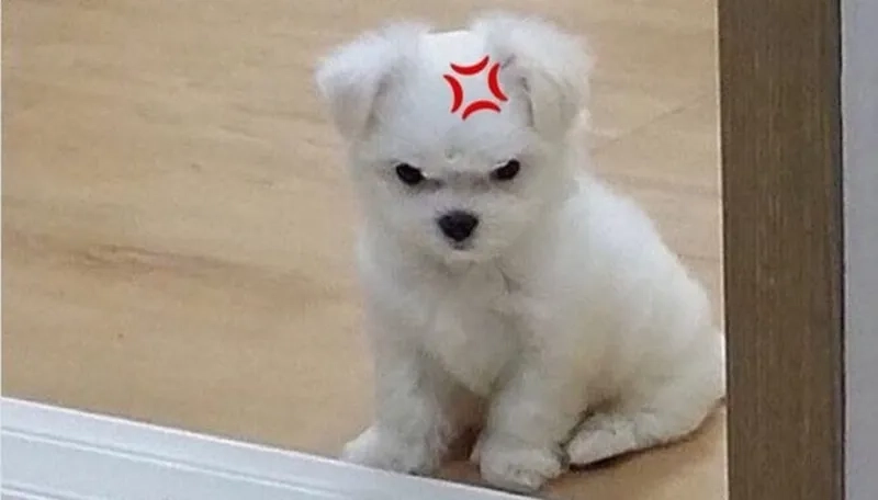 Mèo tức meme là biểu tượng cho những cảm xúc chân thật