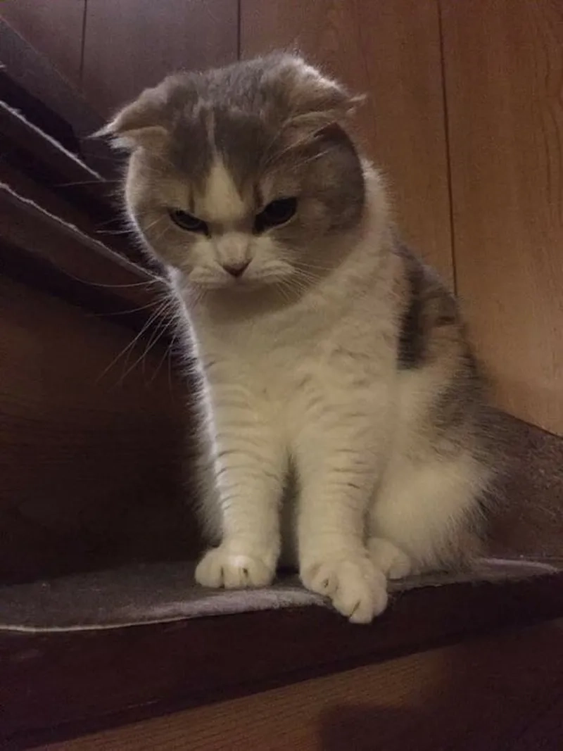 Meme mèo tức mang lại những khoảnh khắc hài hước không thể quên