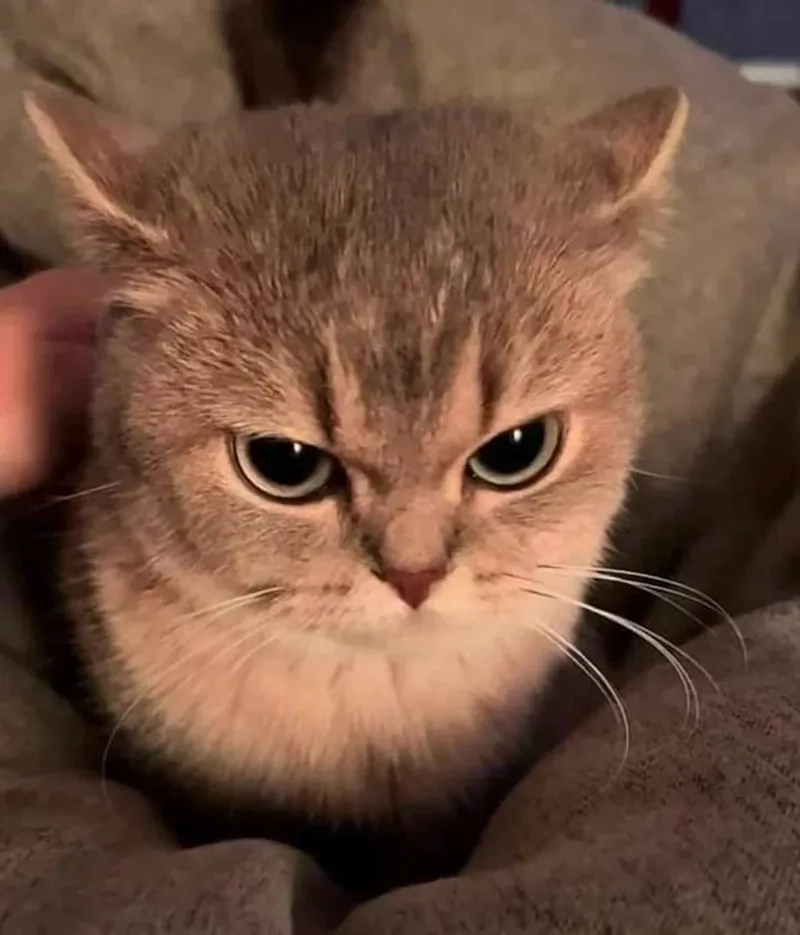 Mèo tức giận meme là hình ảnh quen thuộc trong thế giới meme