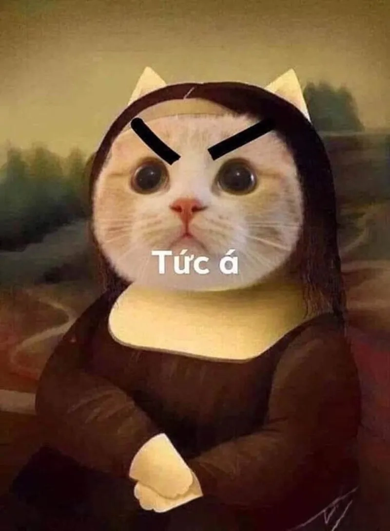Meme mèo giận dỗi khiến bạn không thể không yêu thích