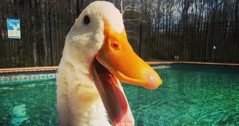 Cute meme ảnh con vịt cầm dao thể hiện sự hài hước trong từng khoảnh khắc