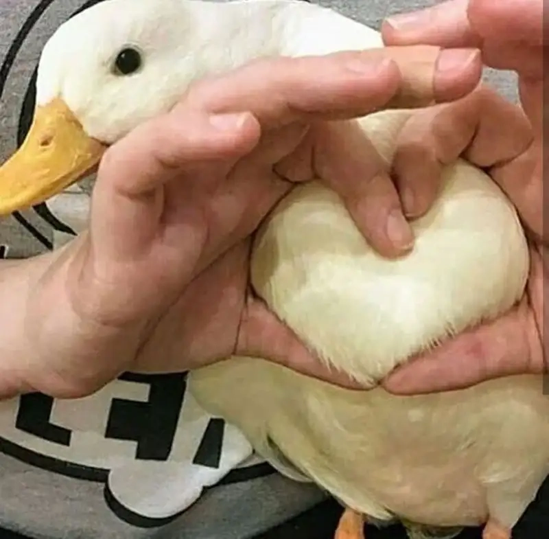 Ảnh con vịt meme mang lại tiếng cười cho những ai yêu thích hài hước