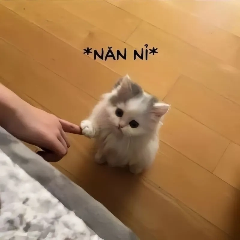 Meme anh xin lỗi ngọt ngào để làm dịu lòng người yêu