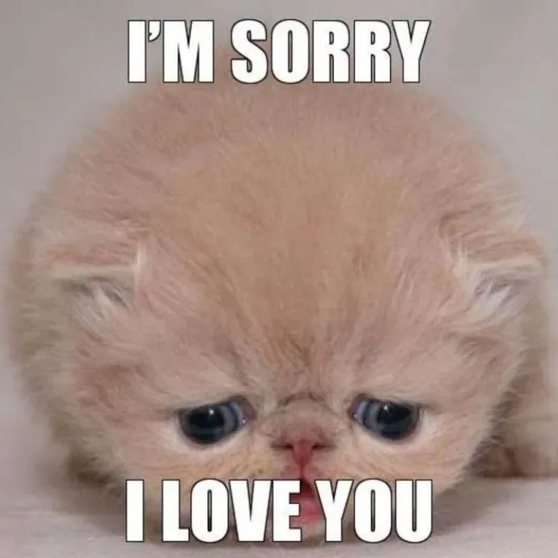 Meme dập đầu xin lỗi thể hiện sự hối lỗi một cách mạnh mẽ