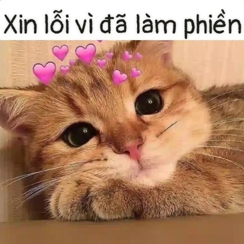 Tụt quần xin lỗi meme hài hước khiến mọi người không thể nhịn cười