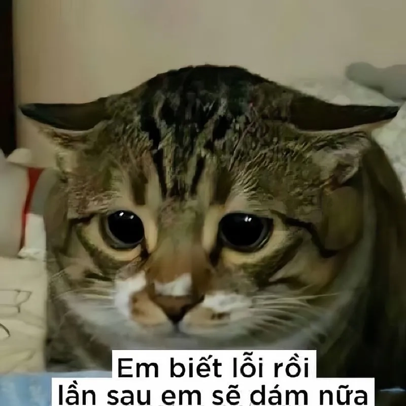 Xin lỗi người yêu meme hài hước giúp bạn xoa dịu không khí