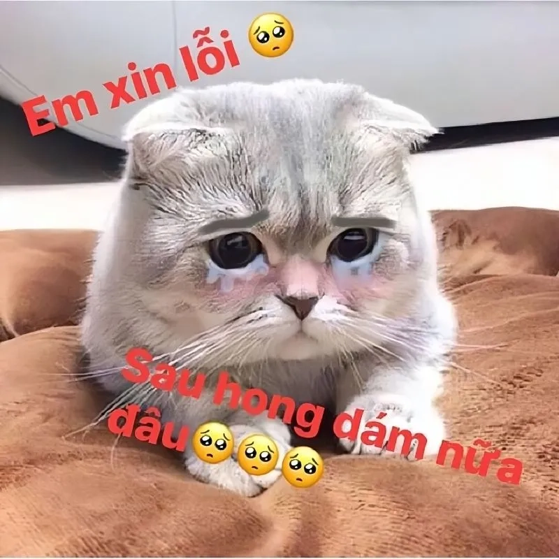 Meme em xin lỗi dễ thương giúp bạn gửi lời xin lỗi ngọt ngào